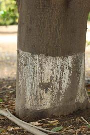           Bark (Riverside, CA)   