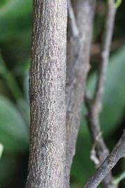              Second - third year twig (Riverside, CA)       