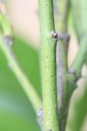            First year twig (Riverside, CA)   