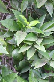              Sun leaves (Riverside, CA)       