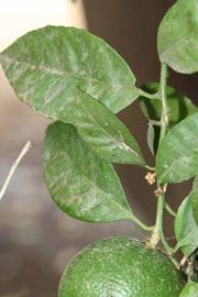              Shade leaves (Riverside, CA)       