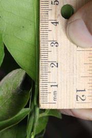              Unifoliolate leaf (Riverside, CA)       