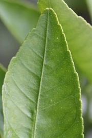              Margin (Riverside, CA)       