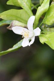              Flower (Riverside, CA)       