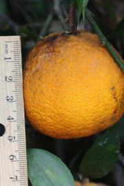            Fruit (Riverside, CA)   