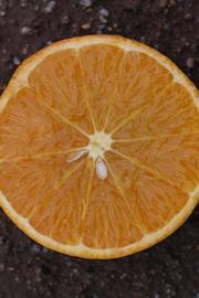            Fruit cross-section (Riverside, CA)   