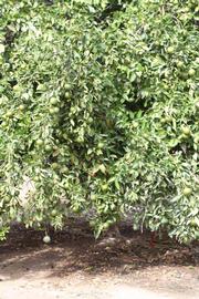            Habit (Riverside, CA)   