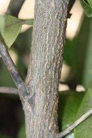              Second - third year twig (Riverside, CA)       