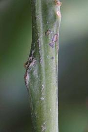            First year twig (Riverside, CA)   