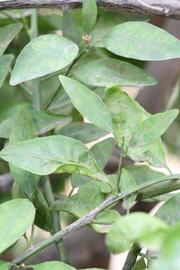              Shade leaves (Riverside, CA)       