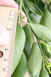              Unifoliolate leaf (Riverside, CA)       