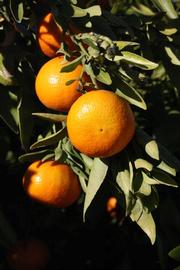            Fruit (Riverside, CA)   