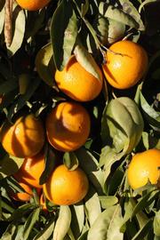            Fruit (Riverside, CA)   