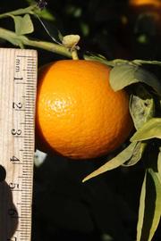            Fruit (Riverside, CA)   