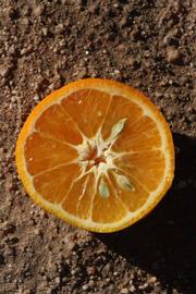            Fruit cross-section (Riverside, CA)   