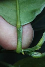              Petiole (Lindcove, CA)       