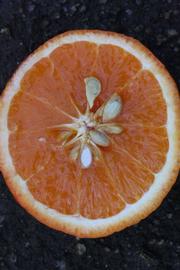              Fruit cross-section (Lindcove, CA)       