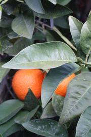              Sun leaves (Lindcove, CA)       