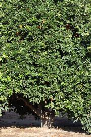            Habit (Riverside, CA)   