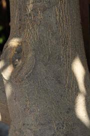            Bark (Riverside, CA)   