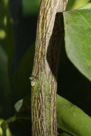              Second - third year twig (Riverside, CA)       