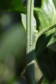            First year twig (Riverside, CA)   