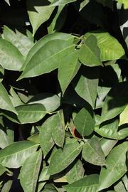              Sun leaves (Riverside, CA)       