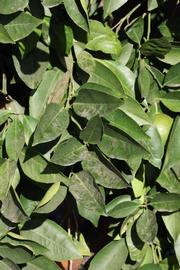              Sun leaves (Riverside, CA)       