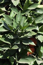              Sun leaves (Riverside, CA)       