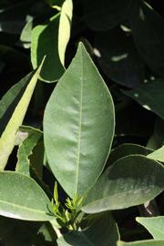              Unifoliolate leaf (Riverside, CA)       