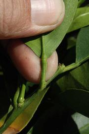              Petiole (Riverside, CA)       