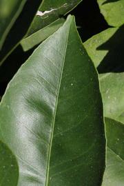              Margin (Riverside, CA)       