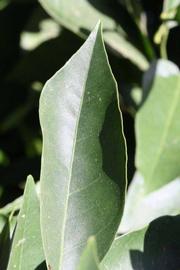              Margin (Riverside, CA)       