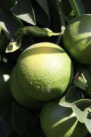            Immature fruit (Riverside, CA)   