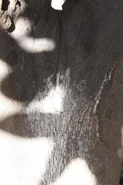              Bark (Riverside, CA)       