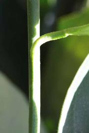              First year twig (Riverside, CA)       