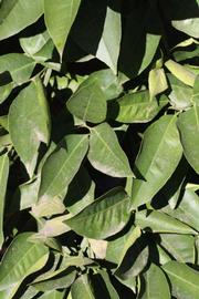            Sun leaves (Riverside, CA)   