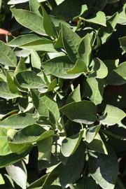            Sun leaves (Riverside, CA)   