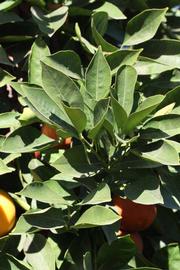            Sun leaves (Riverside, CA)   