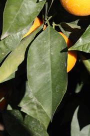              Unifoliolate leaf (Riverside, CA)       