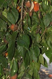            Shade leaves (Riverside, CA)   