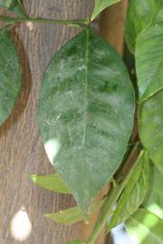              Unifoliolate leaf (Riverside, CA)       