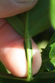              Petiole (Riverside, CA)       