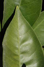              Margin (Riverside, CA)       