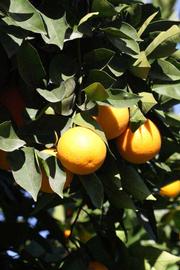            Fruit (Riverside, CA)   