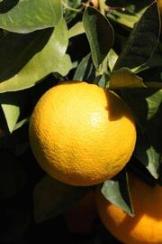            Fruit (Riverside, CA)   