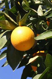              Fruit (Riverside, CA)       