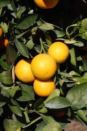              Fruit (Riverside, CA)       