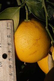              Fruit (Riverside, CA)       