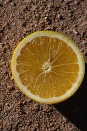            Fruit cross-section (Riverside, CA)   